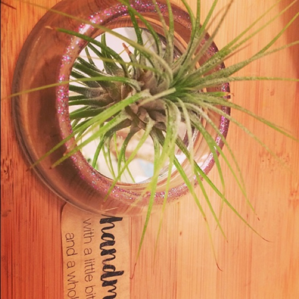 Airplant display